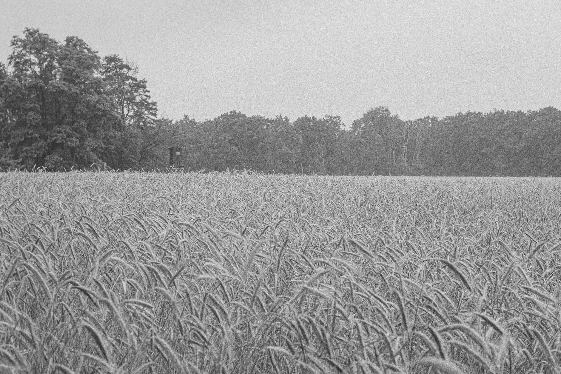 Ilustracja przedstawiająca zielony park miejski w słoneczny dzień, symbolizujący majówkę i wypoczynek na świeżym powietrzu.